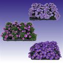 Afbeelding van Asters P9 Alpha divers